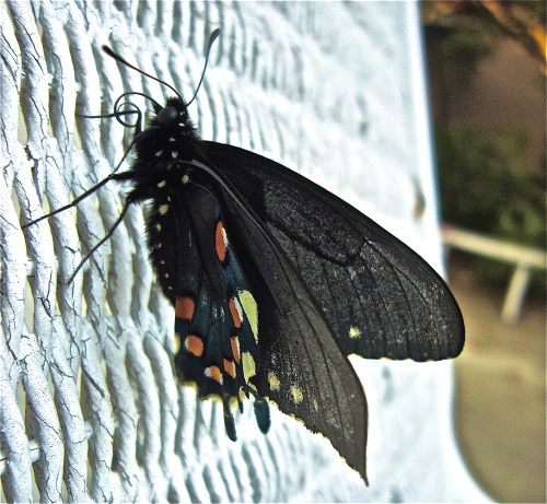 Pipevine Swallowtail (Battus philenor) Butterfly