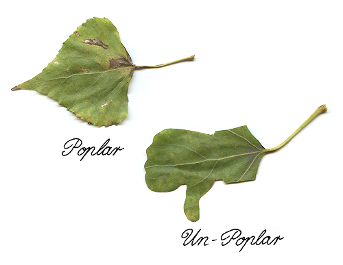 poplar leaves