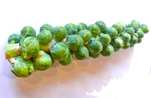 Brussels sprouts stalk