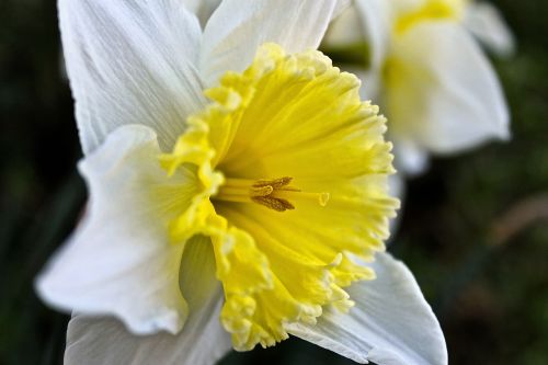 daffodil