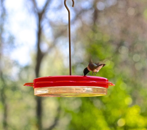 Young Hummingbird Feeding