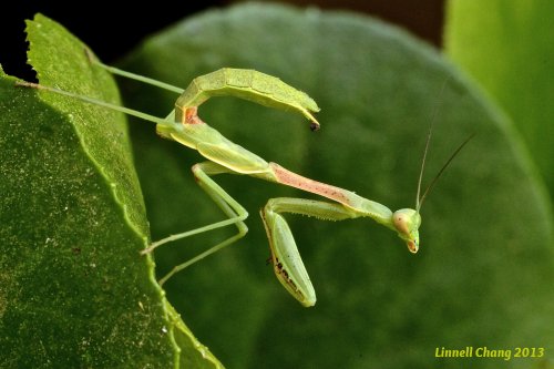 Praying Mantis Image
