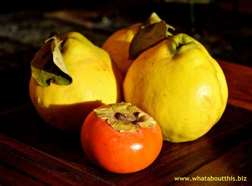 Quince and Persimmon