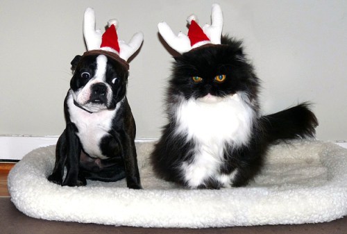11 Differences Between Cats and Dogs During the Holidays
