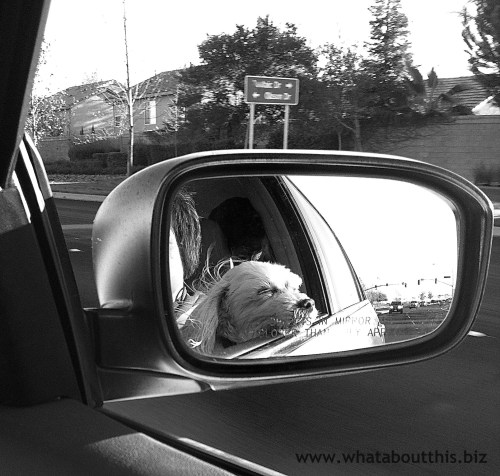 Dog Enjoying Car Ride