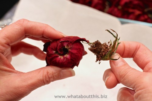 IMG_4499 Twist Stem Text