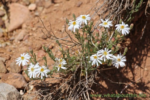 Ghost Ranch Flowers
