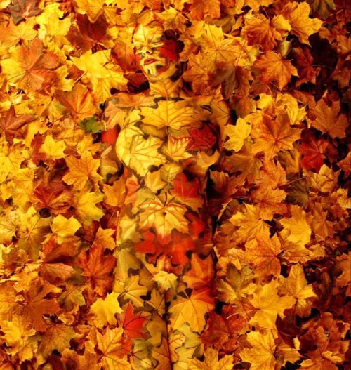 Incredible Examples of Body Painting Art