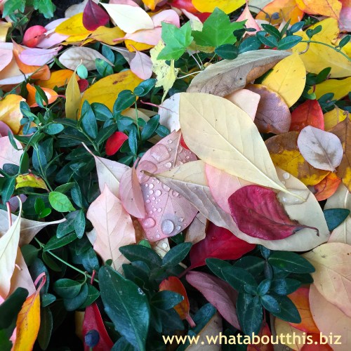 Dew Drops on Autumn Leaves