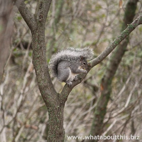 Squirrel in Tree