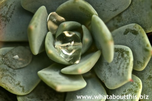 Water Drops on Succulent