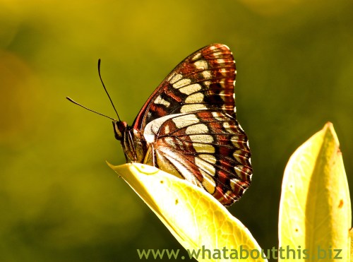 April 24, 2015 Edition