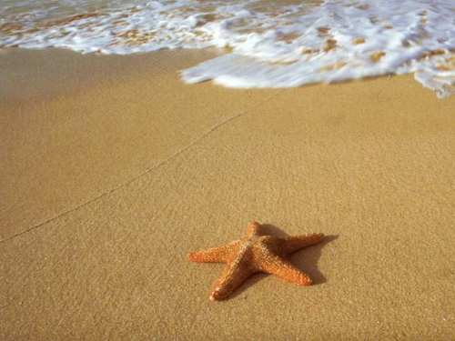 Starfish Story