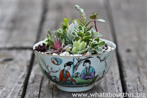 Planting Succulents in Vintage China