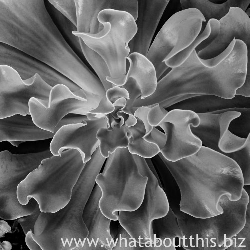 July 31, 2015 Edition