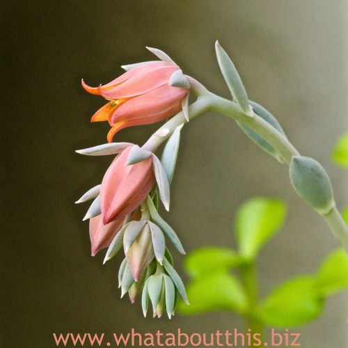 September 4, 2015 Edition